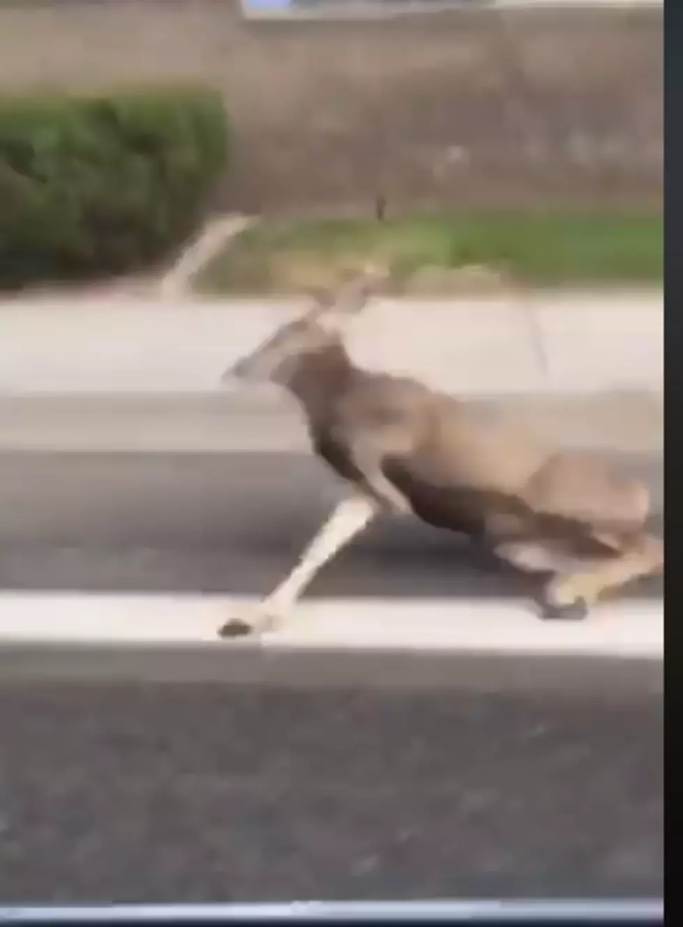 Twin Falls Deer Caught Biffing It On Camera