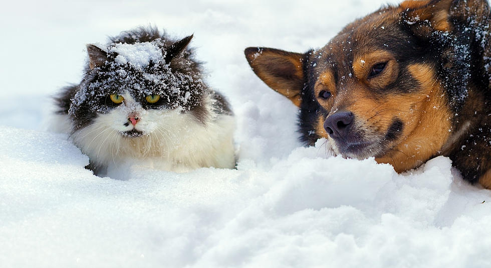 Things To Consider If You Leave Dogs Outside All Winter Long