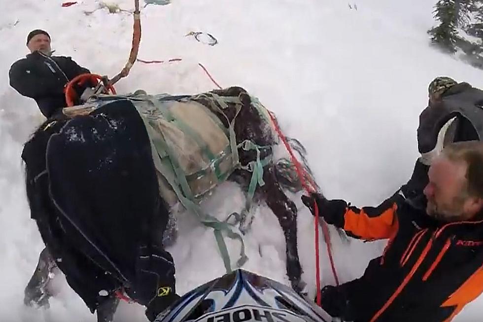 VIDEO: Two Years Since A Horse Was Airlifted Off Idaho Mountain