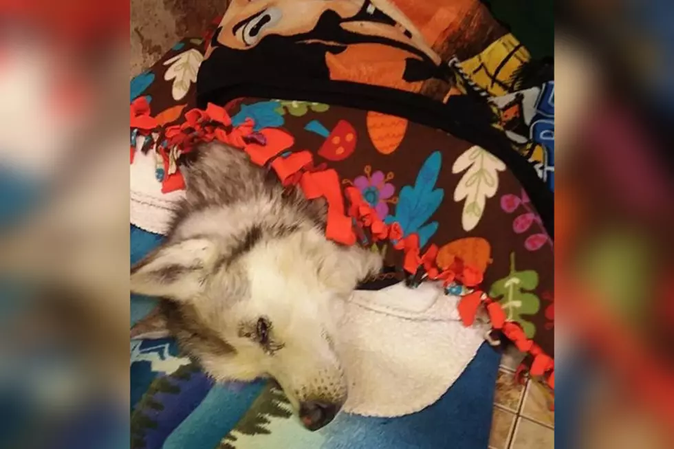 Husky Found In Jerome Clinging To Life