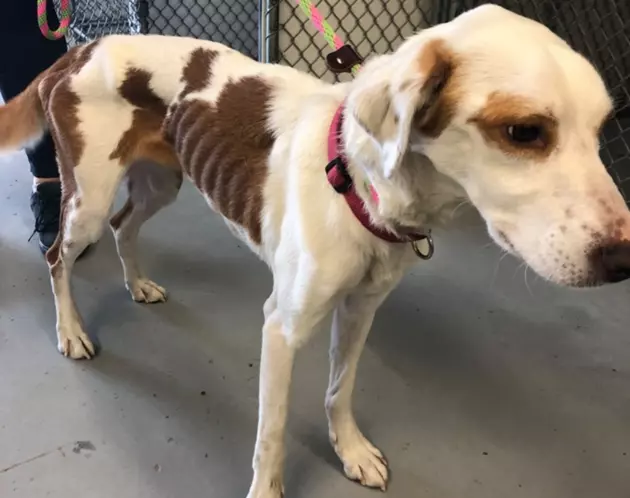 Twin Falls Animal Shelter Shares Dog&#8217;s Heartbreaking Story