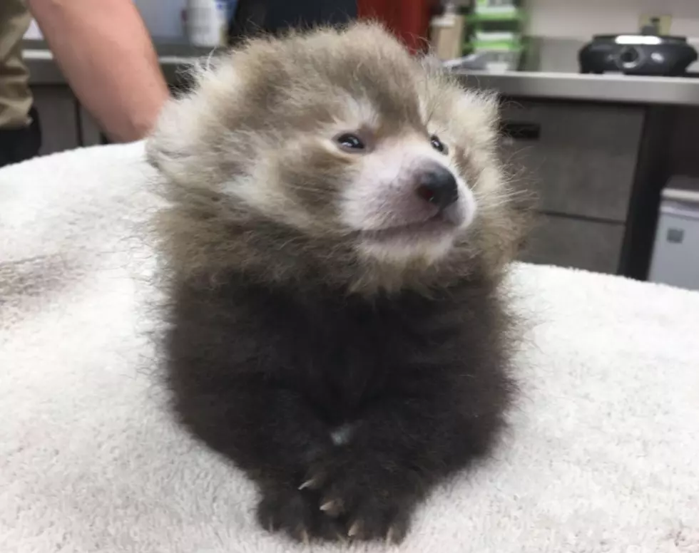 You Have To See The First Ever Red Panda Born At Idaho Zoo