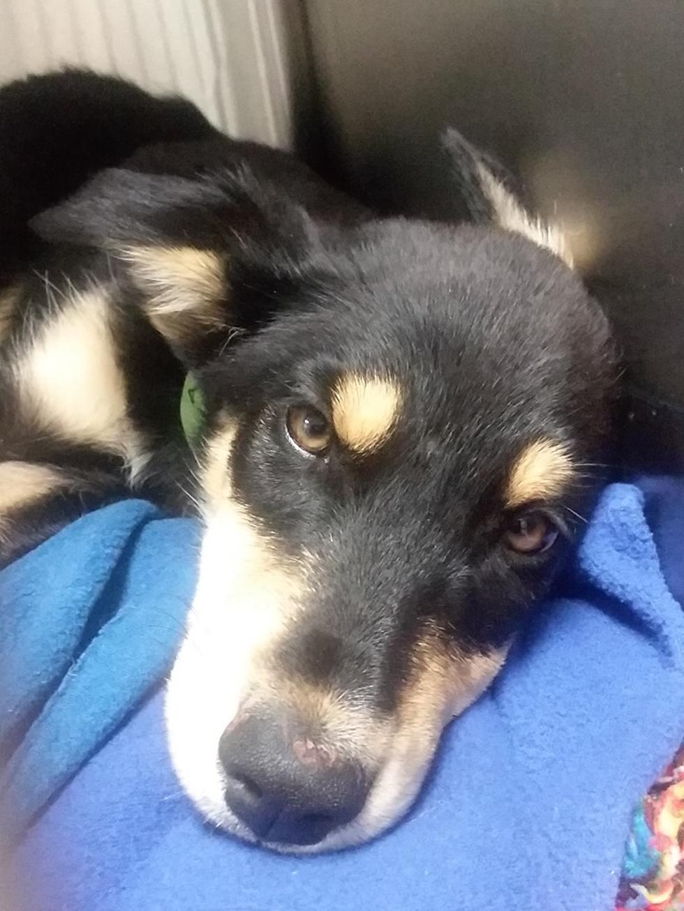 Puppy Shot In Jerome Needs Special Family To Help Her Heal