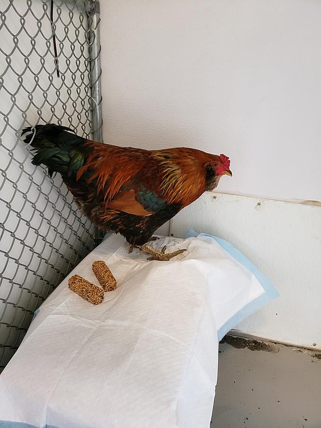 Rooster Up For Adoption At Twin Falls Animal Shelter