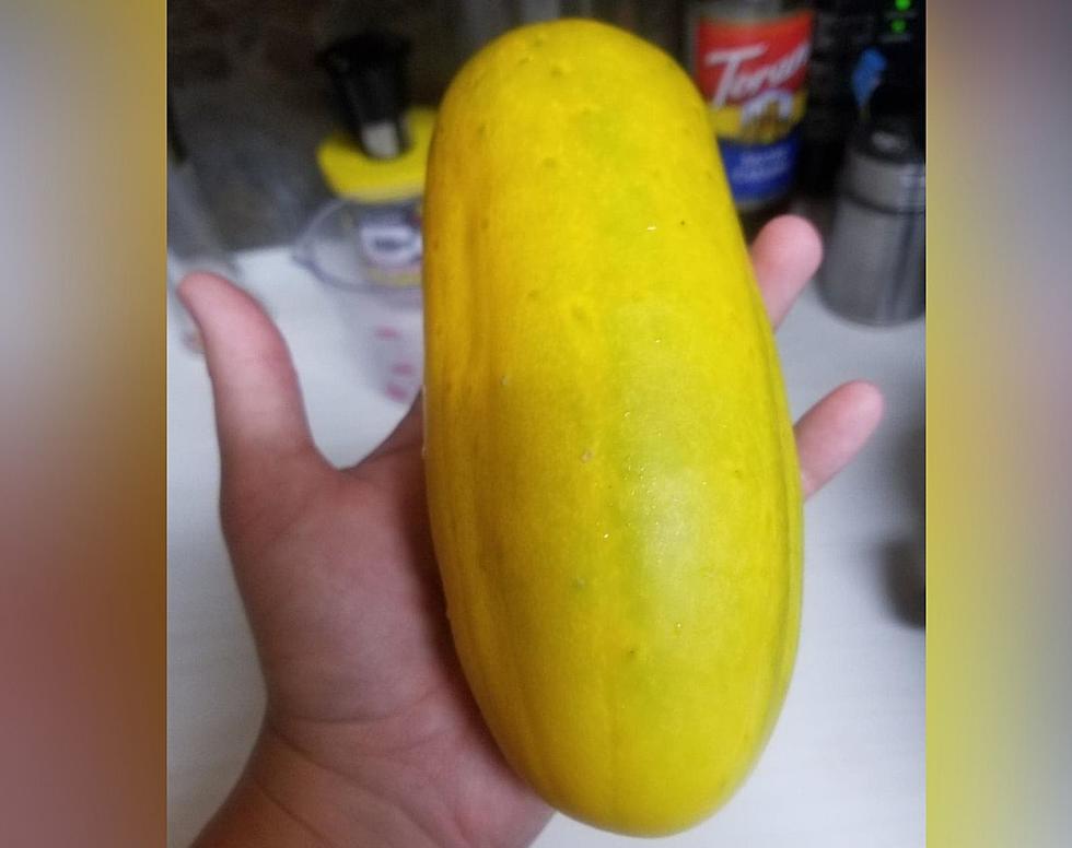 Gardening Fail: Why Does This Cucumber Look Like A Squash