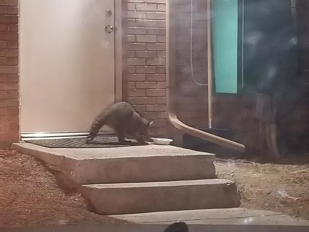 Large Raccoons Fight Over Cat Food At Twin Falls Radio Station
