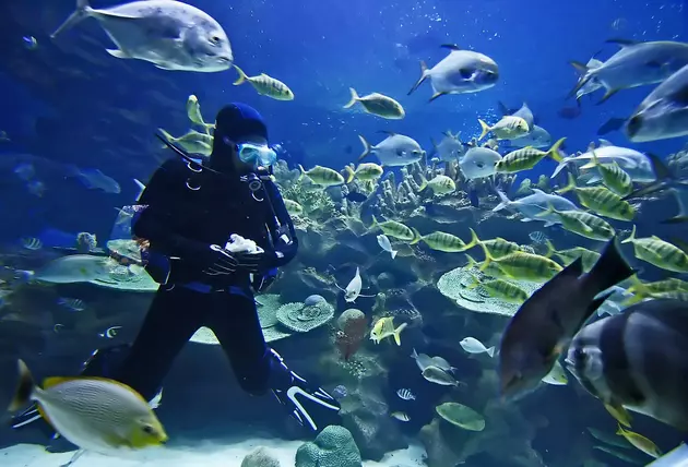 Swim With Tropical Fish At Idaho&#8217;s Barney Hot Springs