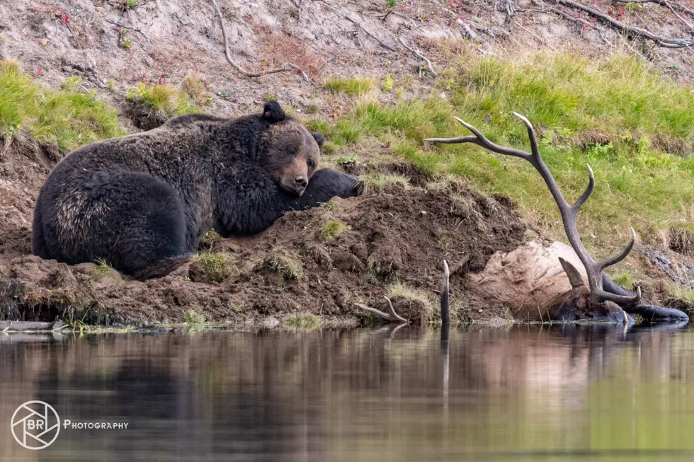 MUST WATCH: Grizzly Bear Vs Elk In Yellowstone Caught On Video