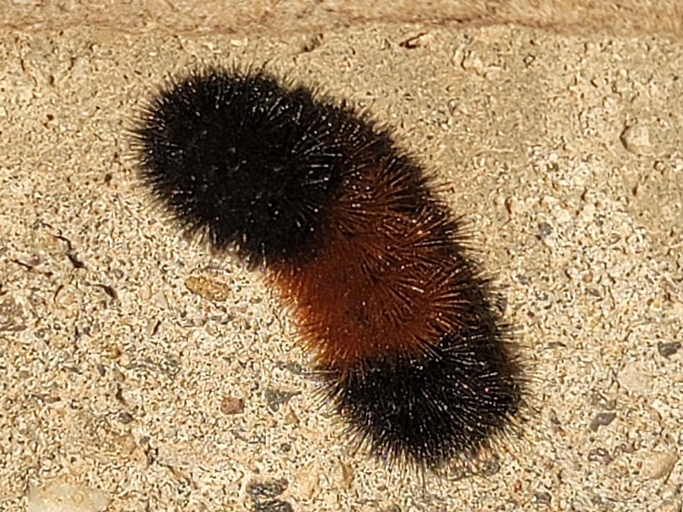 Caterpillars In Twin Falls May Indicate "Mild" Winter