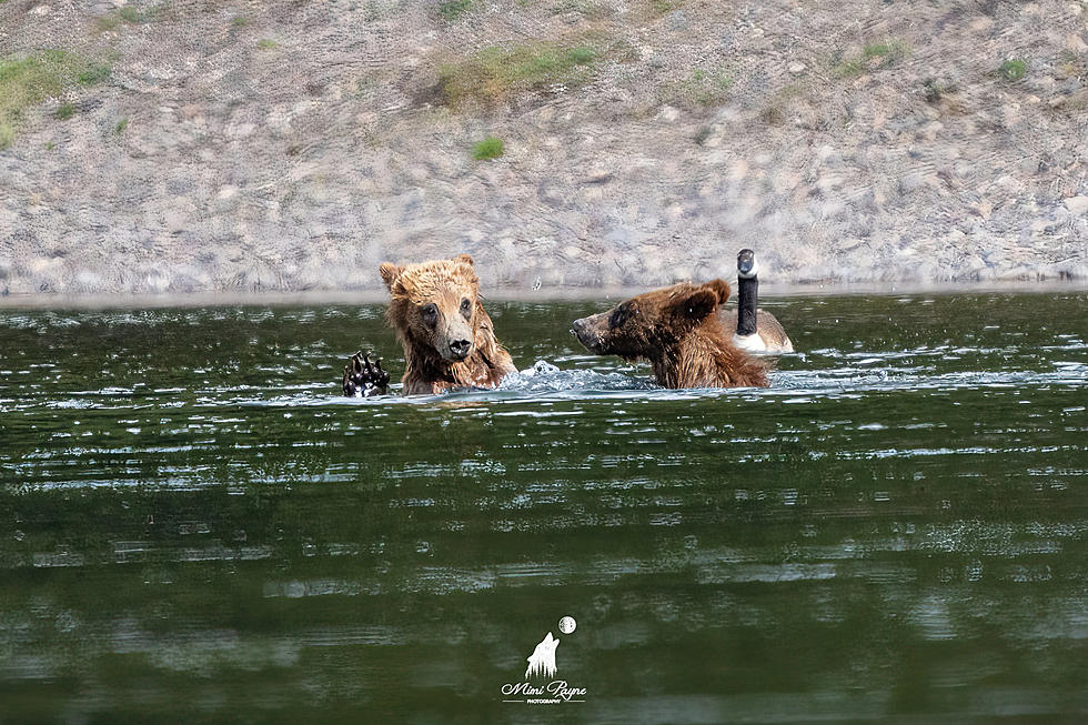 Amazing Photos Show Grizzly 399 And Cubs Playing In Water