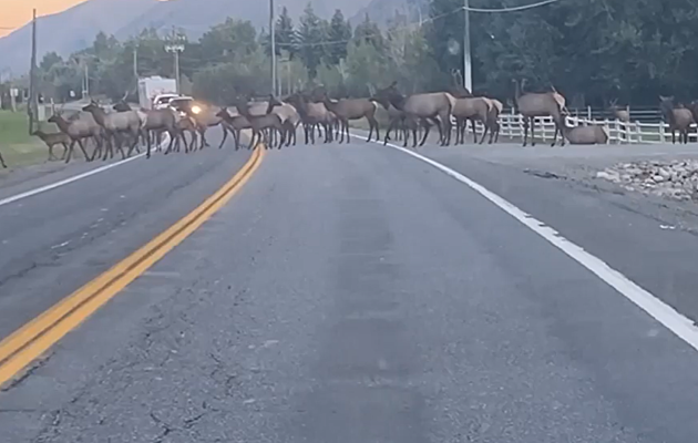 WATCH: Jaywalking Elk Cause Traffic Jam In Blaine County