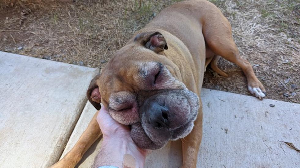 What Would You Do? Idaho Dog’s Face Balloons and Eyes Swell Shut