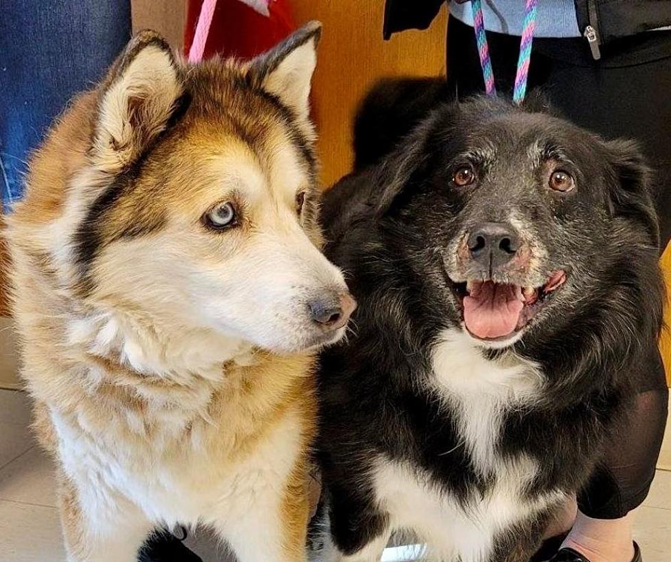 12 Yr Old Bonded Dogs Needing A Home At Twin Falls Animal Shelter