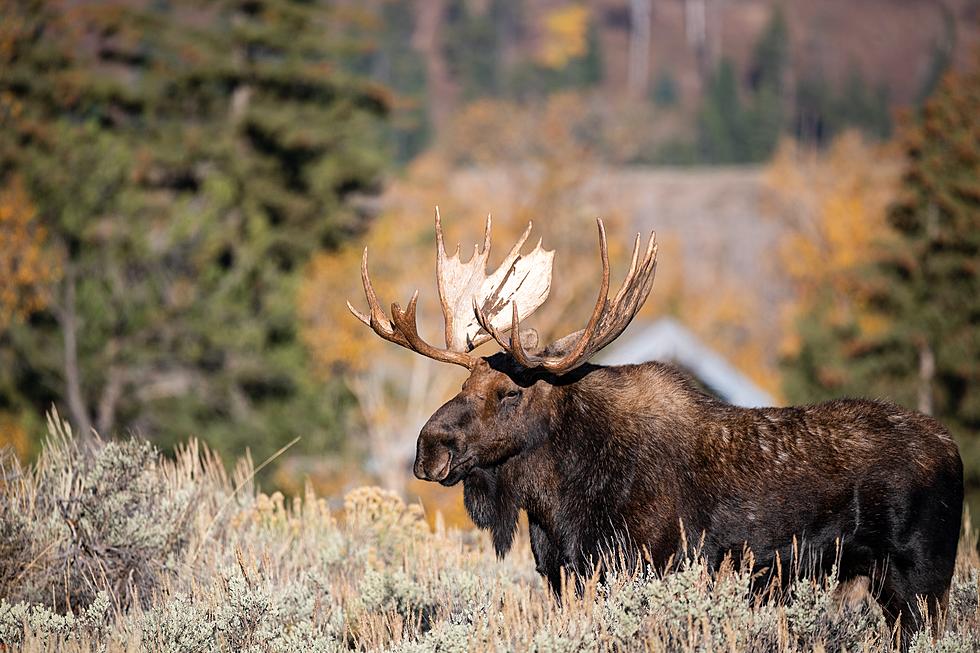 What Would You Do? Would You Try To Pet A Moose?