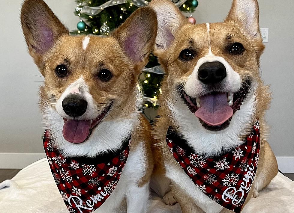 2021Christmas Pet Photo Winner