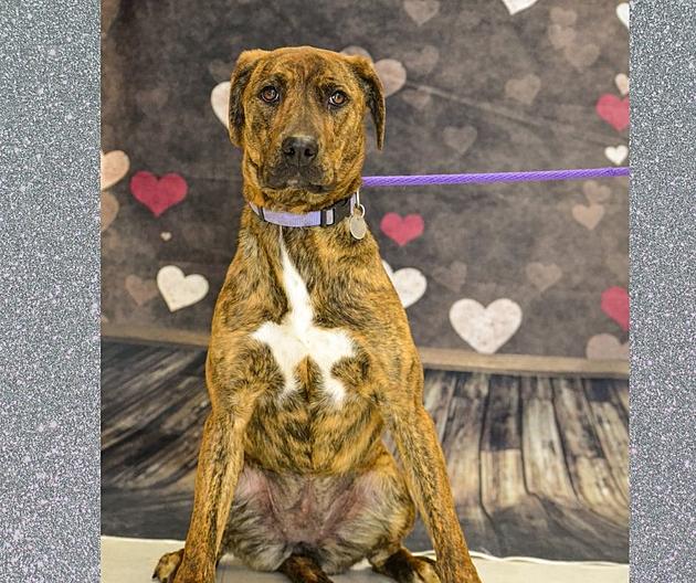 Twin Falls Pup Watches 229 Others Get Adopted Waiting For Her Own