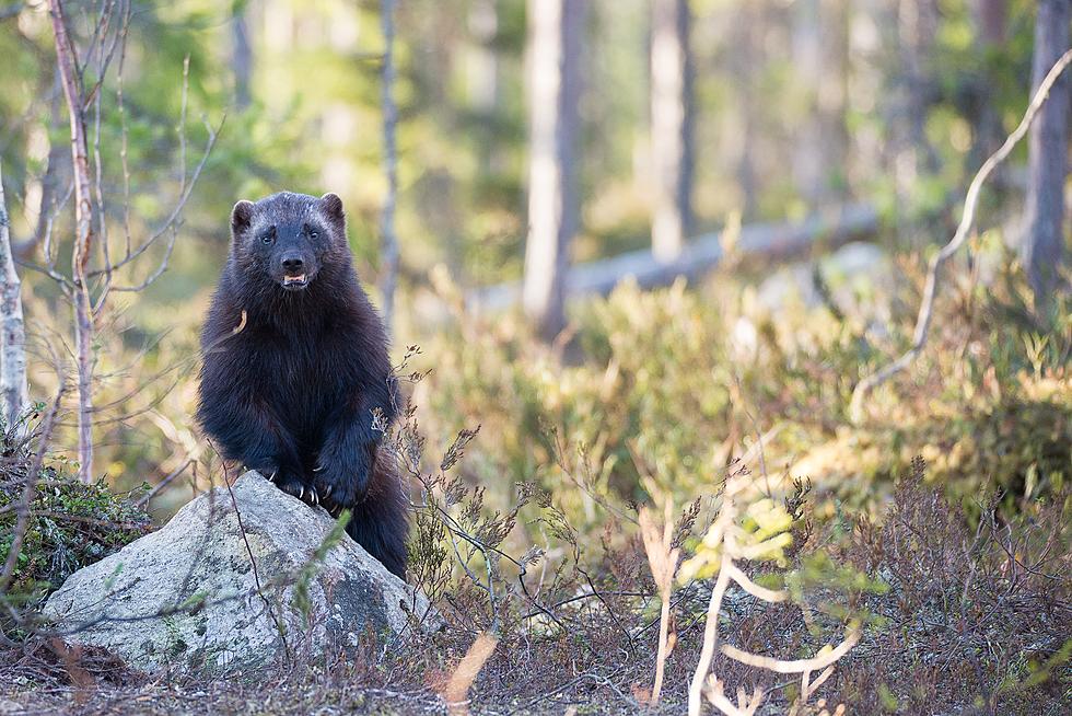 Pack Of Wolverines Chase Down Grizzly Bear And Her Three Cubs