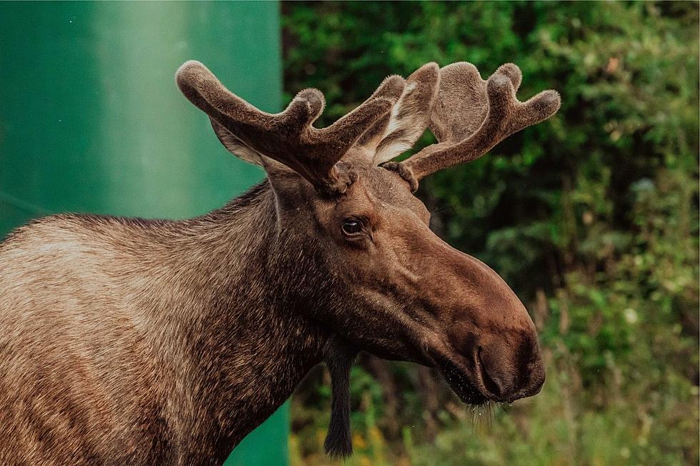 Ouch: Idaho Man Hiking with Dog Gets Attacked by an Angry Moose