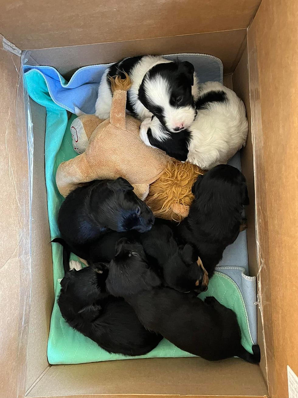 Someone Left Box 9 Puppies Overnight At Twin Falls Animal Shelter