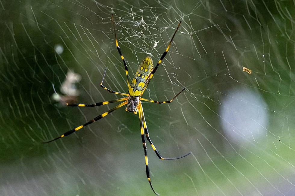 Why Giant Parachuting Spiders Could be Headed to Idaho