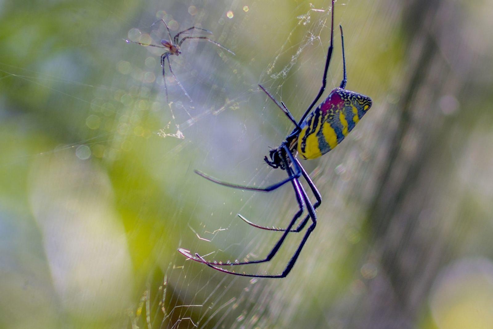 Joro Spiders Look Frightening, but They May Be Scaredy-Cats - The New York  Times