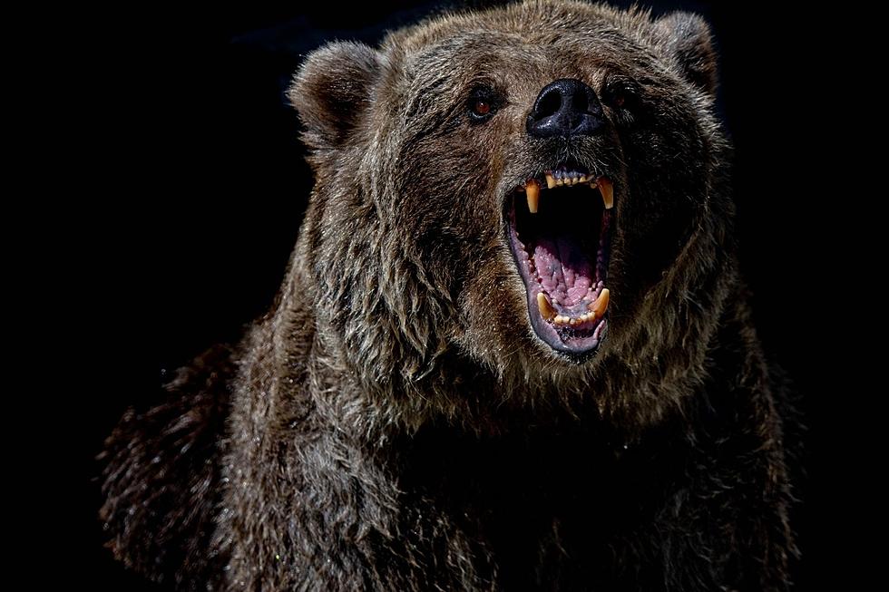 Grizzly Bear Attacks and Injures Man Hiking East of Idaho