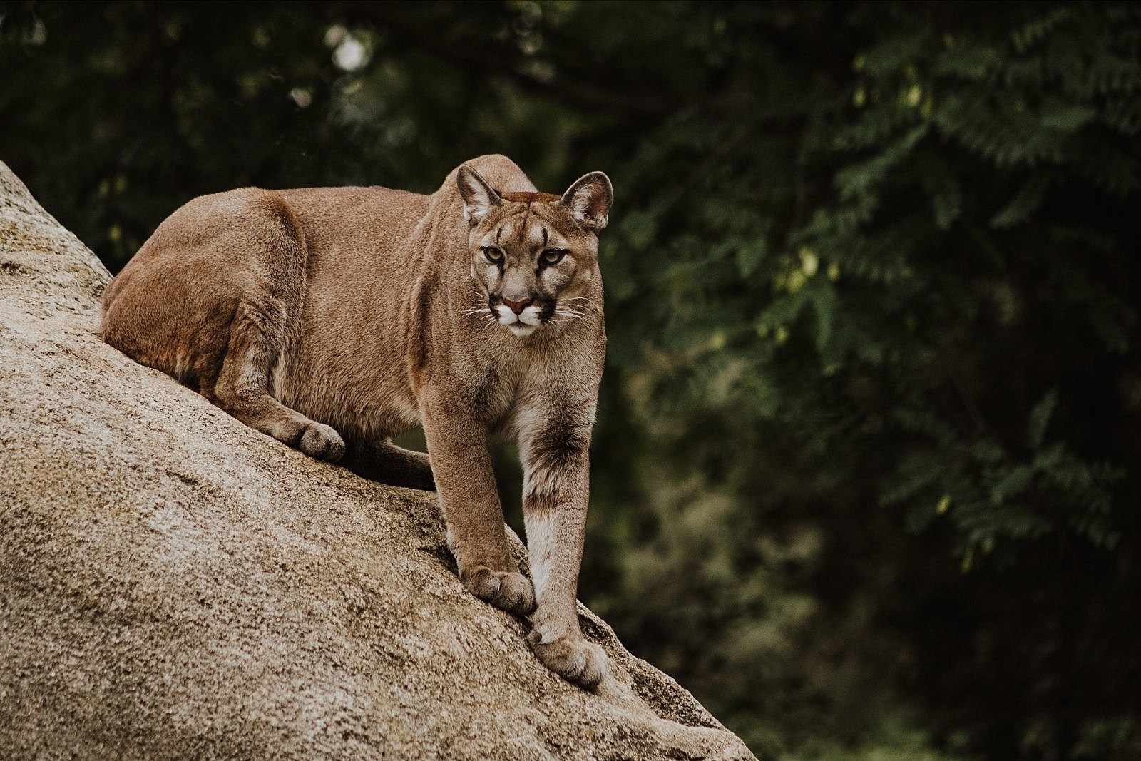 One Dead and One Injured After Mountain Lion Attack in CA