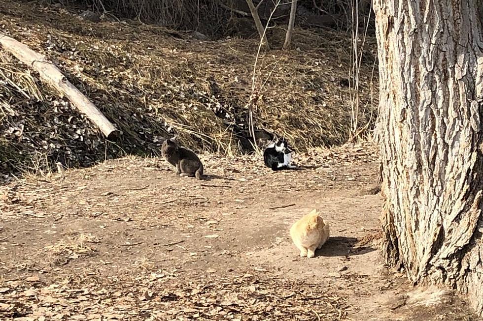Rock Creek Park in Twin Falls is Home to Over 100 Cats