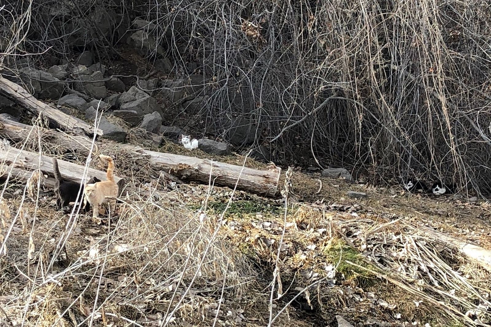 Stray Cats at Rock Creek Park in Twin Falls