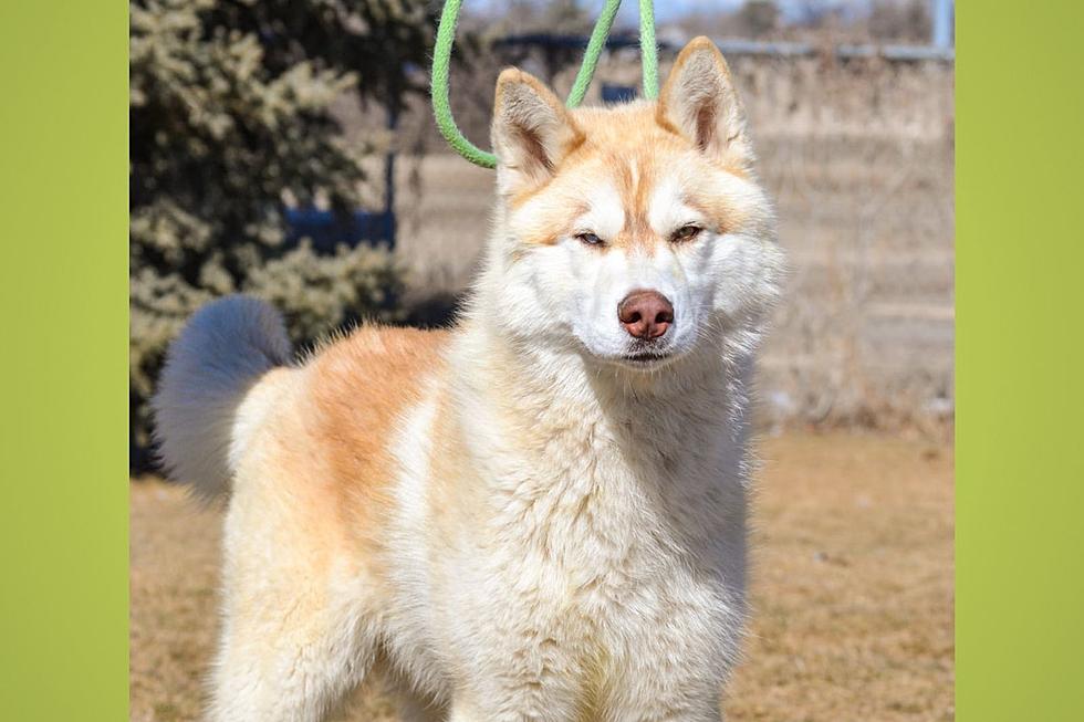 The Twin Falls Animal Shelter Is Completely Full With No End In Sight