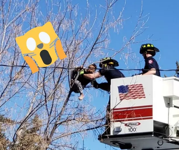 The Twin Falls Fire Department Rescued A Child That Was Stuck In A Tree