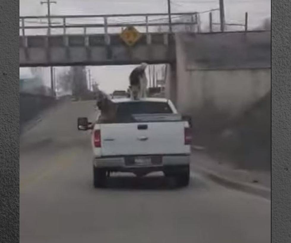Watch Video Of Dogs Climbing On Top Of Truck As It Is Moving In Twin Falls