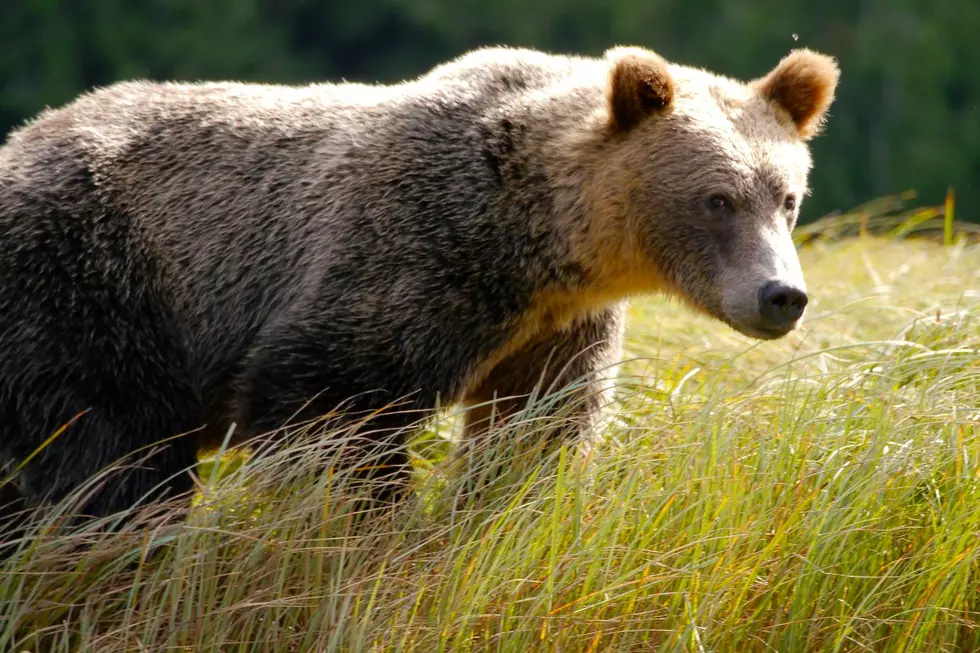 Rare Grizzly Bear Sighting Near Idaho Town