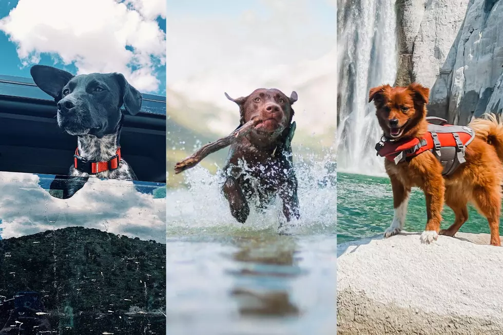 VOTE: 2022 Summer Pet Photo Contest