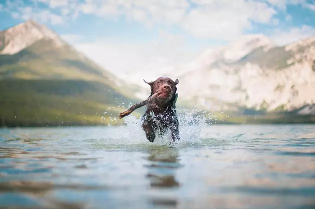 Dive In With Your Pups For The One Day Dedication To Dogs At Dierkes