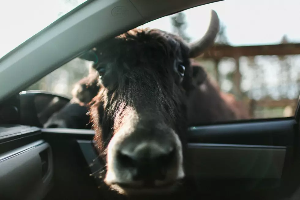 What Would You Do? Bear, Wolf, or Wild Animal Found Inside Car in Idaho