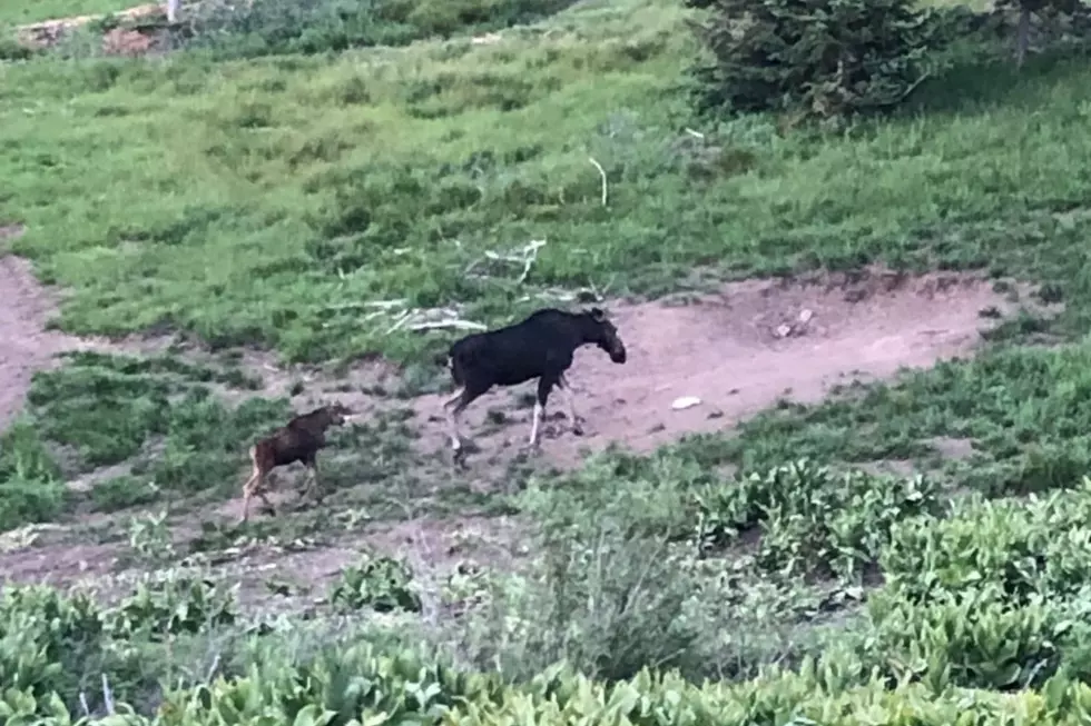 The Best Place to See a Moose Near Twin Falls