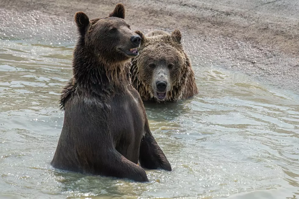 Bears Like Having Fun and Belly Flop Off of Waterfall