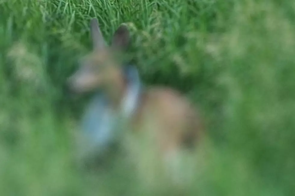 Young Wild Deer in Idaho Makes a Poor Fashion Choice