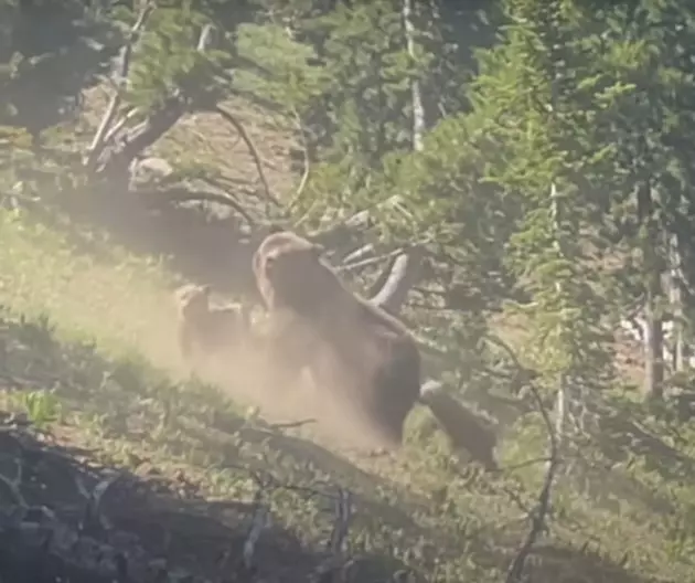 Hikers In Yellowstone Get Charged By Grizzly Bear And Her 3 Cubs