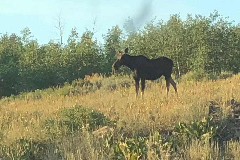 Beware Moose in the South Hills