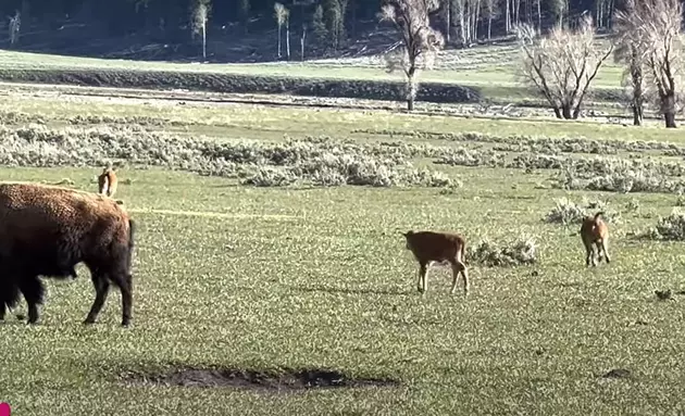 Hilarious Baby Bison Get The Zoomies In Yellowstone And Race Each Other