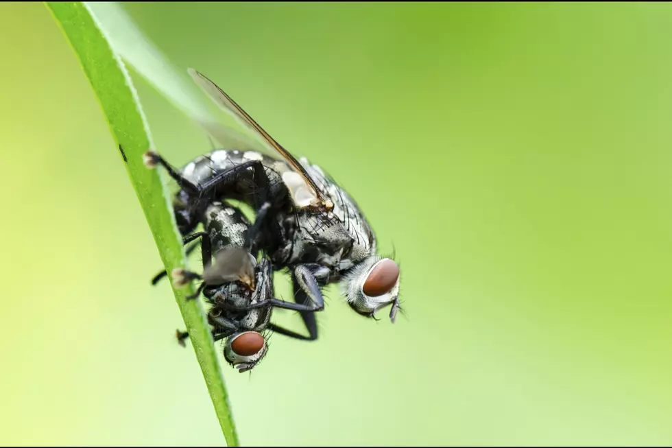 Why Flies are Taking Over Twin Falls and the Magic Valley