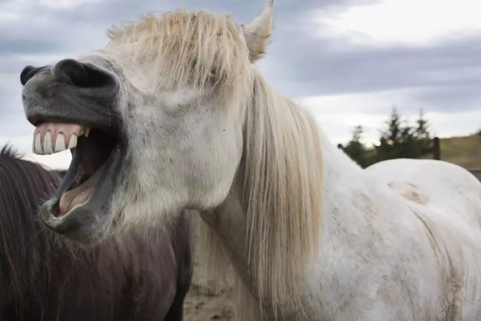 What Would You Do? Animals Getting Frisky in the Magic Valley