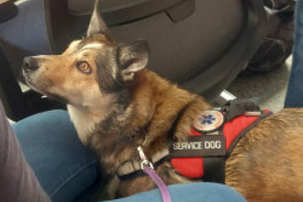 Why Service Dog in Twin Falls Needs Your Help