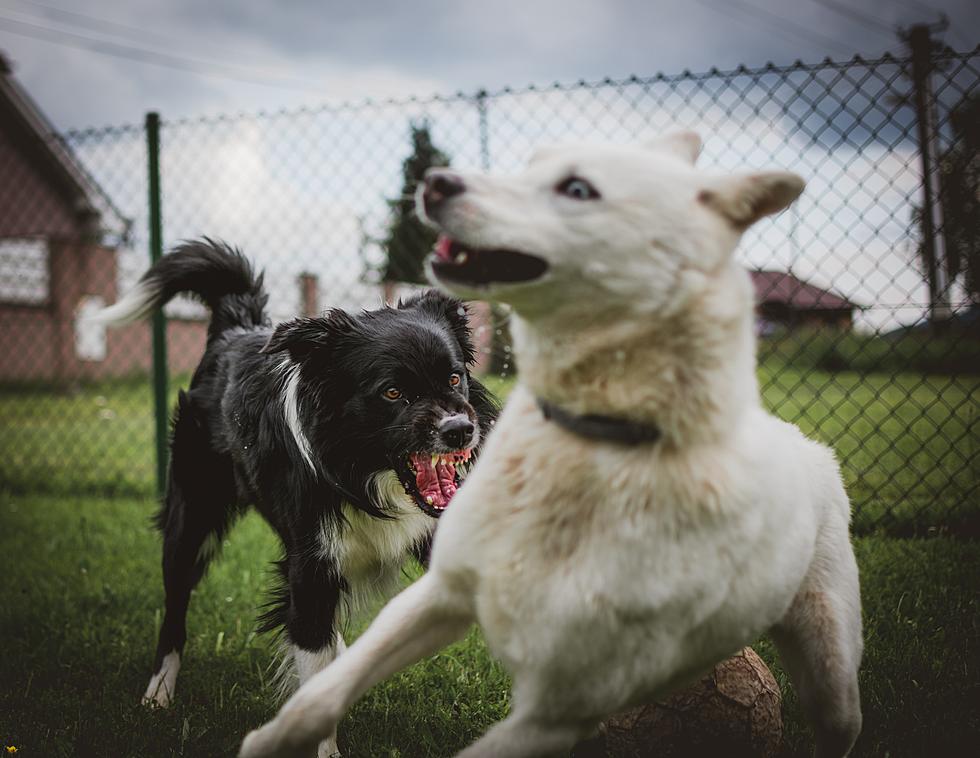 The Problem with Off-Leash Dogs on Idaho Trails