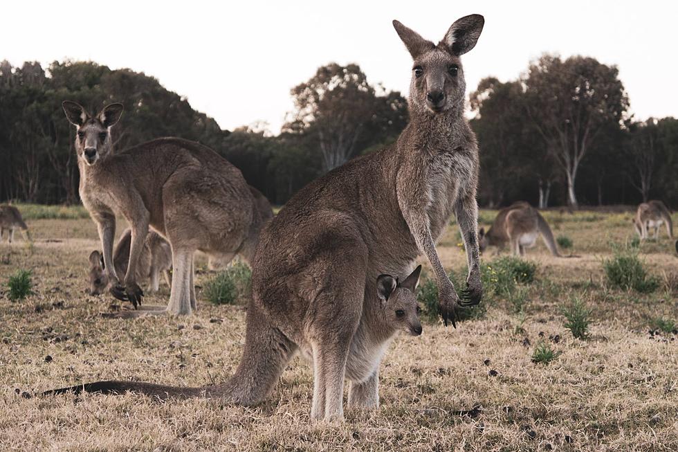 WATCH: Proof Why Owning a Kangaroo in Idaho Would be Great