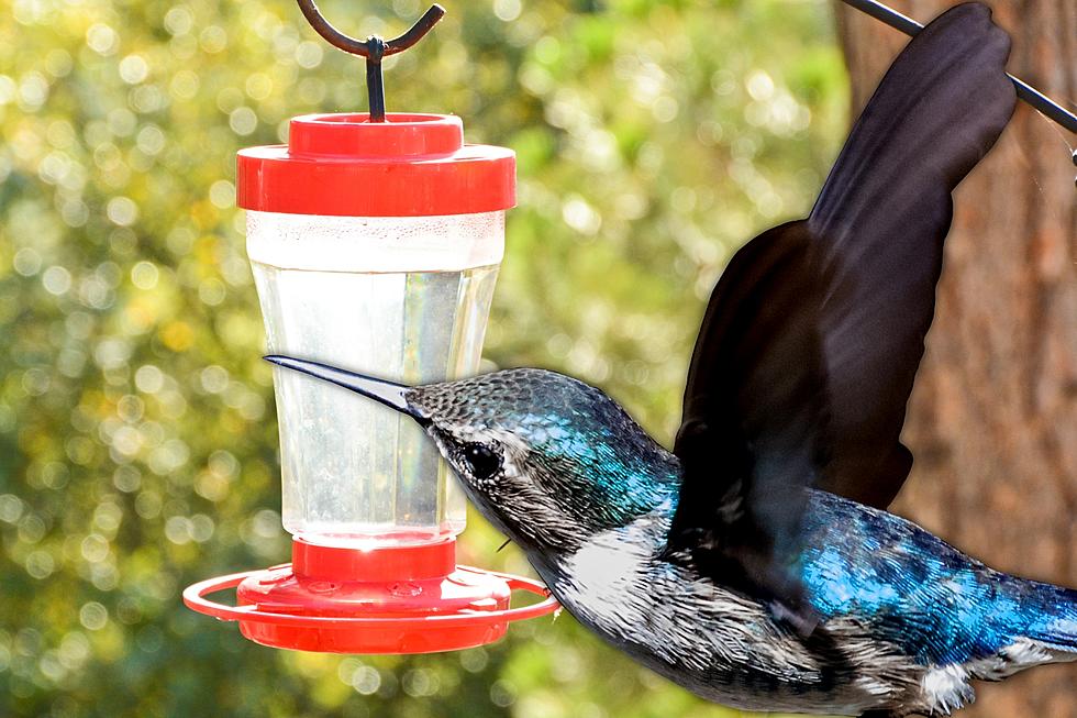 When Should You Put Out Your Hummingbird Feeder in Southern Idaho?
