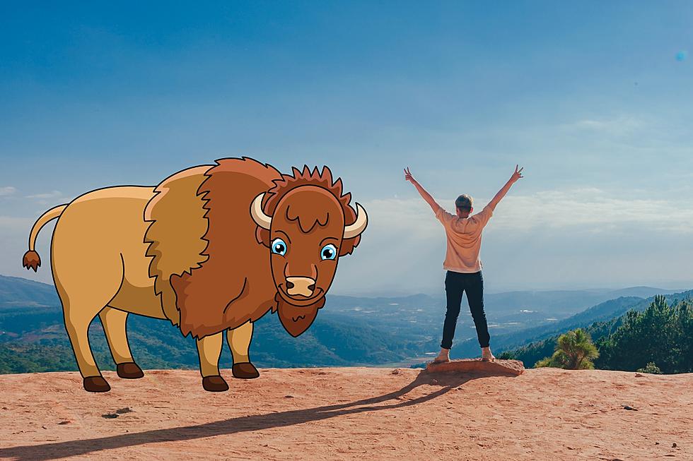 See Yellowstone Bison Protect Baby Taking a Break on the Highway