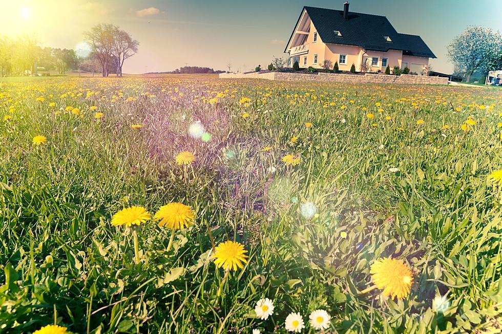 Here’s Why Twin Falls Has a Ridiculous Number of Dandelions